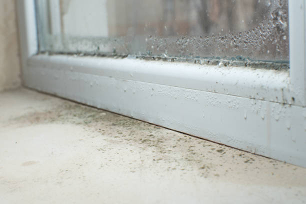 Why You Should Choose Our Mold Remediation Services in Fort Morgan, CO